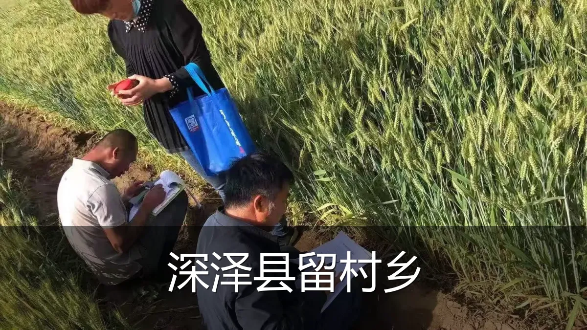 深泽县留村乡